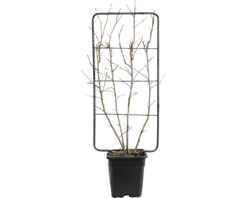 Ambre en espalier FloraSelf Liquidambar styraciflua H ca. 110 L 50 cm Co 18 L Plante avec support à plantes dans un pot