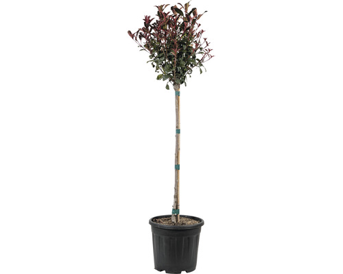 Photinie 'Robusta Compacta' FloraSelf Photinia fraseri 'Robusta Compacta' hauteur de tige 80 cm Co 15 l