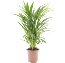Plante d''intérieur palmier d''Arec dans un pot