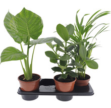 Trois plantes d''intérieur en pot sur un plateau noir