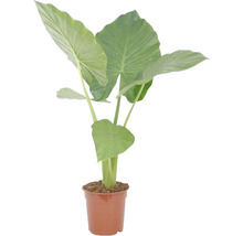 Plante d''intérieur Alocasia en pot