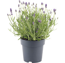 Lavendel im Topf