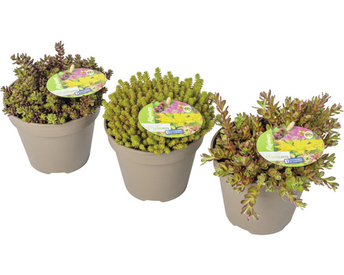 Vivaces pour rocailles FloraSelf h 2-5 cm Co 1 l cm assortiment aléatoire de variétés