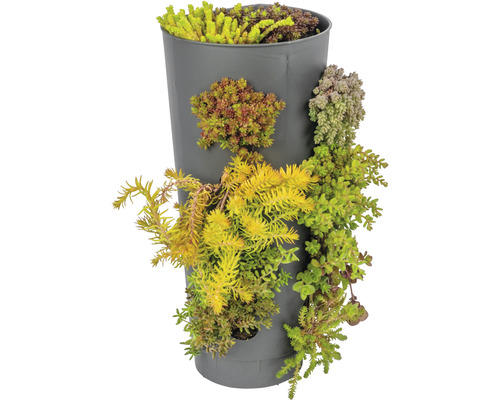 Jardinière verticale plantée de plantes grasses