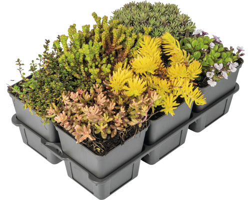 Begrünte Dachkassette mit verschiedenen Sedumarten