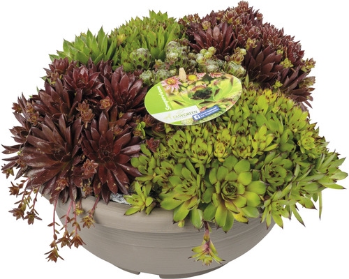 Assortiment de joubarbes dans un pot