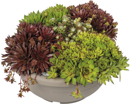 Différentes variétés de joubarbe dans un pot