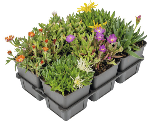 Mittagsblumen im Anzuchttopf