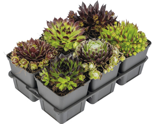 Sechs Hauswurz Pflanzen in einem Kunststoffbehälter.