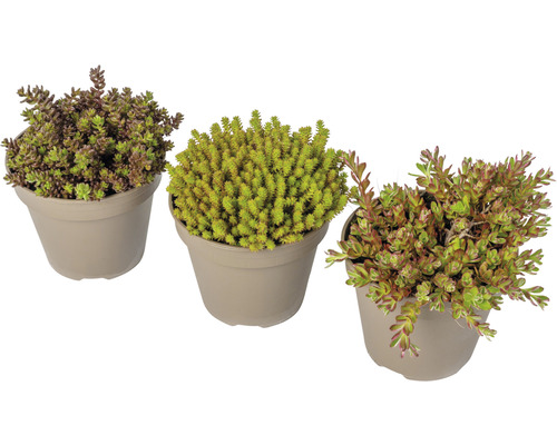 Drei Sedum Pflanzen in Töpfen