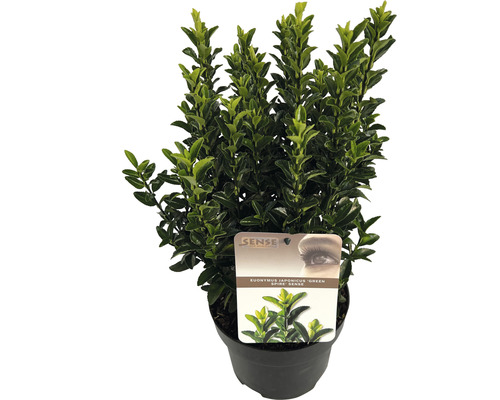 Japanischer Spindelstrauch 'Green Spire ' FloraSelf Euonymus japonicus 'Green Spire' H 20-30 cm Co 2 L