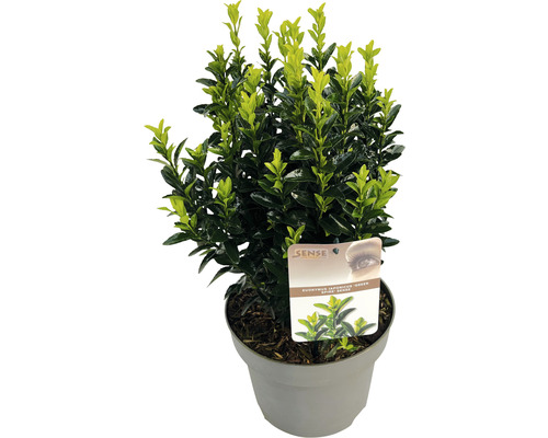 Fusain du Japon 'Green Spire' FloraSelf Euonymus japonicus 'Green Spire' h 30-40 cm Co 5 l touffu