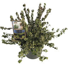 Weissbunte Kriechspindel FloraSelf Euonymus fort. 'Emerald Gaiety' H 20-25 cm Co 5 L buschig