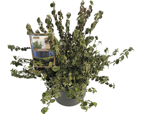 Fusain rampant à fleurs blanches FloraSelf Euonymus fort. Emerald Gaiety' H 20-25 cm Co 5 L buissonnant