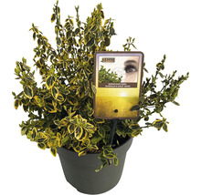 Goldbunte Kriechspindel FloraSelf Euonymus fortunei 'Emerald 'n' Gold' H 30-40 cm Co 5 L buschig
