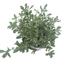Kleinblättrige Japanspindel 'Susan' FloraSelfe Euonymus japonicus 'Susan' H 25-30 cm Co 5 L buschig