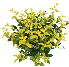 Fusain persistant à feuilles jaune-vert