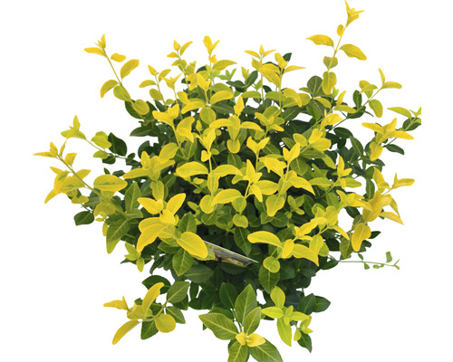 Fusain jaune lumineux FloraSelf Euonymus fort. GOLDMINE ® H 25-30 cm Co 5 l touffu