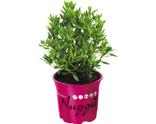 Buis alternative au Rhododendron nain Bloombux® Magenta Rhododendron micranthum 'Bloombux'® h 5-10 cm pot 11 cm Buis alternative au Rhododendron nain Bloombux® Magenta Rhododendron micranthum 'Bloombux'® h 5-10 cm pot 11 cm