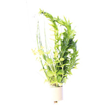 Mélange pour eaux froides élodée, Eleocharis vivipara, herbe aux écus - Egeria, Eleocharis, Lysimachia
