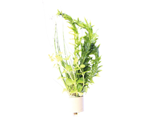 Mélange pour eaux froides élodée, Eleocharis vivipara, herbe aux écus - Egeria, Eleocharis, Lysimachia