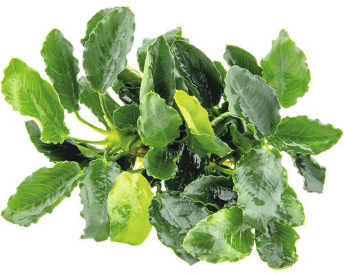 Anubias de Barter, Anubias bart, var, nana Kirin Anubias de Barter, Anubias bart, var, nana Kirin