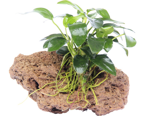 Anubias nain sur pierre, Anubias nana Bonsai