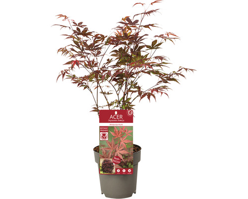 Erable rouge du Japon Acer palmatum 'Atropurpureum' h 30-40 cm T 15 cm