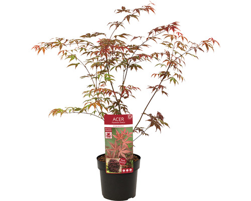 Érable japonais en pot