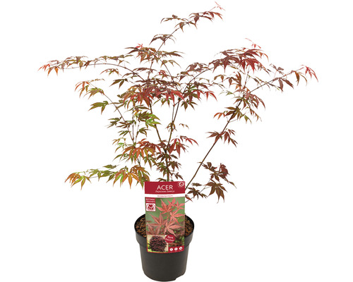 Érable japonais en pot