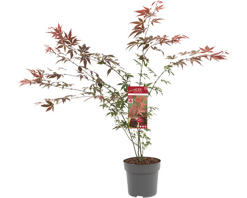 Érable japonais en pot