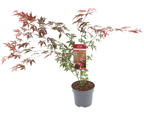 Érable japonais en pot