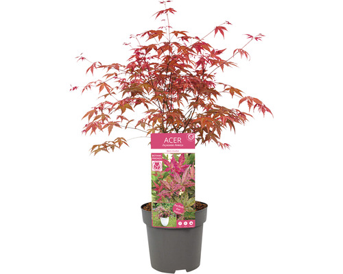 Érable japonais en pot