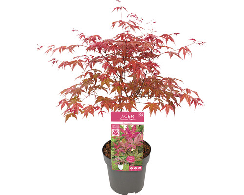 Érable japonais en pot avec des feuilles rouges