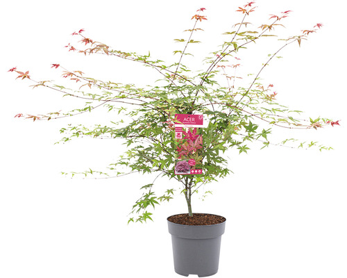 Érable japonais en pot