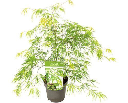 Érable vert Acer palmatum 'Dissectum' h 50-60 Co 3 L