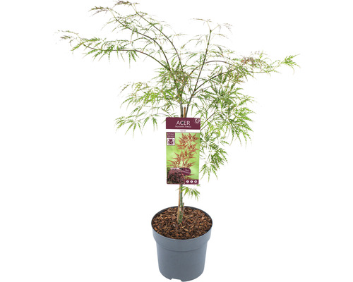 Érable du Japon pourpre Acer palmatum 'Garnet' h 60-80 cm Co 6,5 L