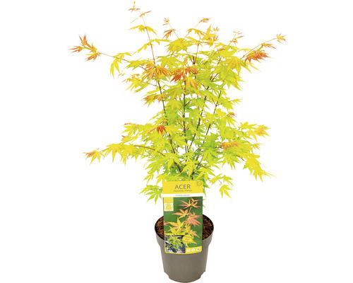 Érable japonais en pot