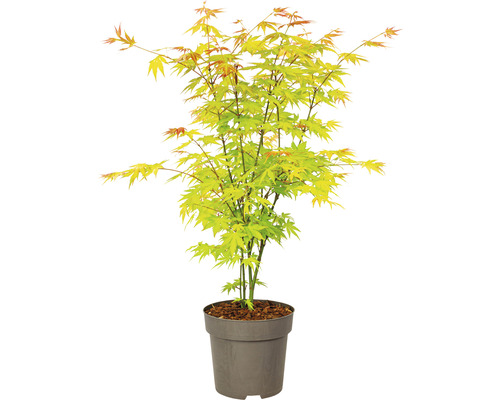 Érable japonais en pot