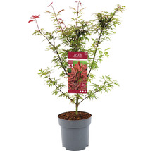 Érable du Japon Acer palmatum 'Shaina' h 60-80 cm Co 6,5 L