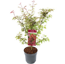Érable du Japon Acer palmatum 'Shaina' h 60-80 cm Co 6,5 L