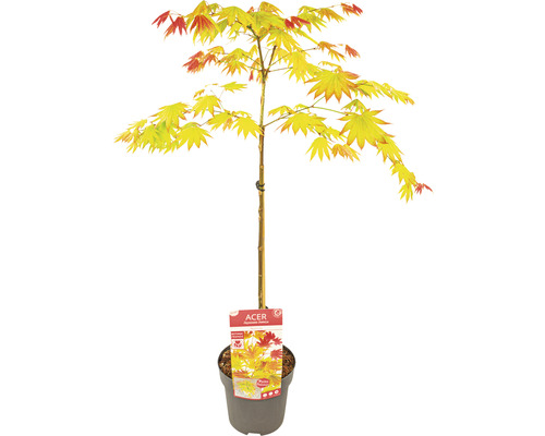 Érable du Japon doré Acer palmatum 'Moonrise' en demi-tiges 40 cm Co 3 L