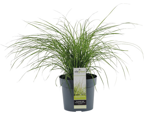 Roseau de Chine nain FloraSelf Miscanthus sinensis 'Cute One' h 10-30 cm Co 3 l Herbe ornementale en pot