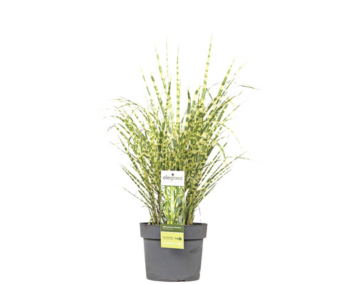 Herbe zébra roseau de Chine FloraSelf Miscanthus sinensis 'Goldbreeze' h 10-80 cm Co 3 l