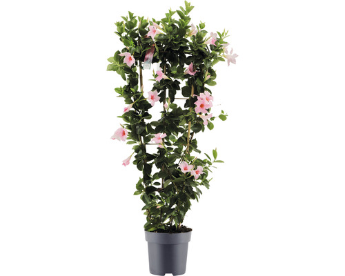 Dipladenie, Trichterblüte Spalier FloraSelf Dipladenia mandevilla Hybride Gesamthöhe ca. 100 cm Ø 21 cm Topf rosa