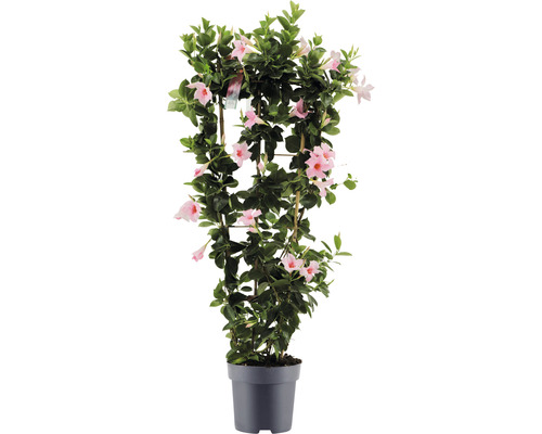 Dipladénia de Sander en espalier FloraSelf Dipladenia mandevilla hybride hauteur totale env. 100 cm pot Ø 21 cm rose