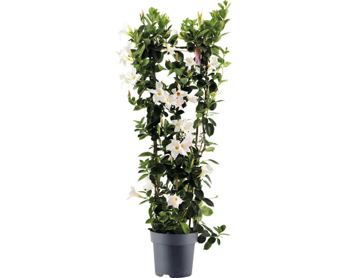 Dipladénia de Sander en espalier FloraSelf Dipladenia mandevilla hybride hauteur totale env. 100 cm pot Ø 21 cm blanc