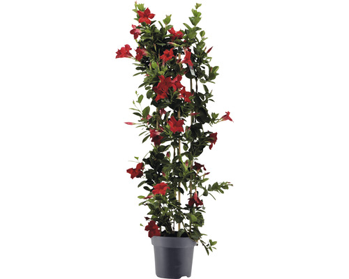 Dipladenie, Trichterblüte Säule FloraSelf Dipladenia mandevilla Hybride Gesamthöhe ca. 100 cm Ø 21 cm Topf rot