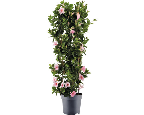 Dipladénia de Sander en colonne FloraSelf Dipladenia mandevilla hybride hauteur totale env. 100 cm pot Ø 21 cm rose