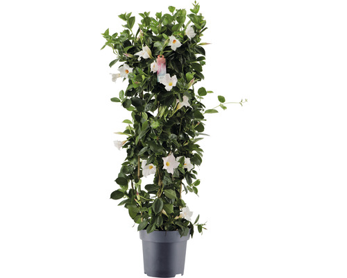 Dipladénia de Sander en colonne FloraSelf Dipladenia mandevilla hybride hauteur totale env. 100 cm pot Ø 21 cm blanc